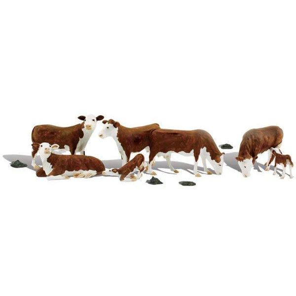 A2144 N Hereford Cows